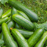 Muncher Burpless Cucumber Seeds - Crunchy Sweet Not Bitter heirloom non-gmo seeds