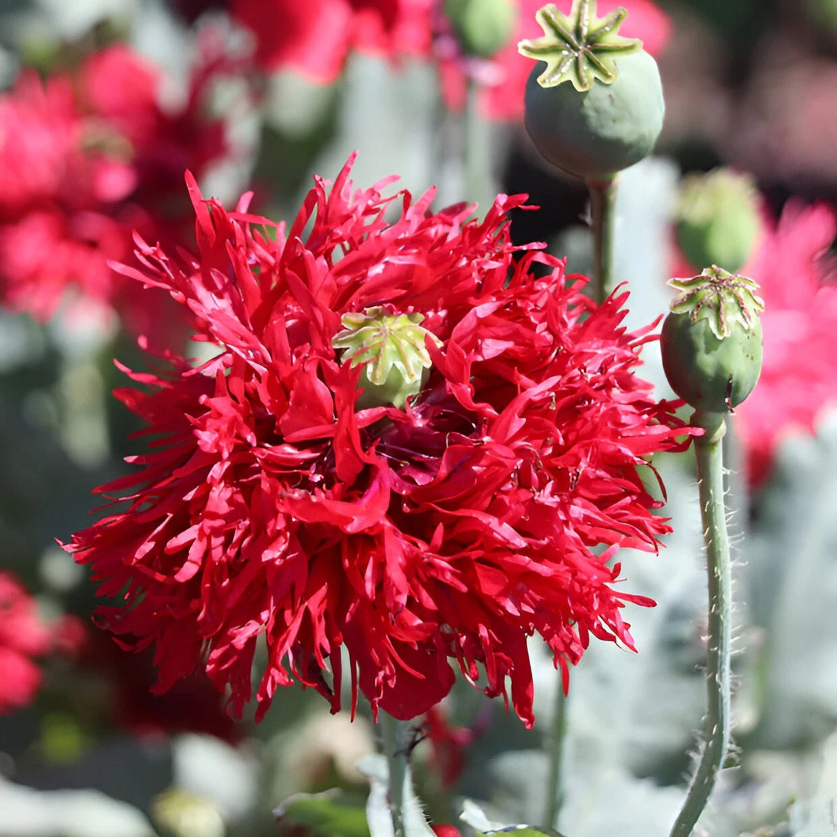 Crimson Feather Poppy Seeds P Somniferum -Dark Red Ruffled Breadseed Papaver sp. heirloom non-gmo seeds