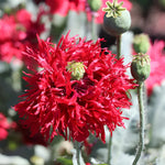 Crimson Feather Poppy Seeds P Somniferum -Dark Red Ruffled Breadseed Papaver sp. heirloom non-gmo seeds