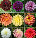Seeds Cut Collection Dahlia Perennial Seeds D040 heirloom non-GMO seeds