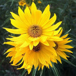 MAXIMILIAN Sunflower Seeds -- Perennial - - ---- TALL Helianthus annuus heirloom non-gmo seeds