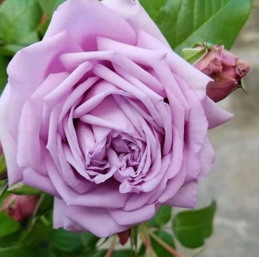 Blue Sky Lilac-Blue Fragrant Rose Seeds - Seeds - Rose Flower Gardening heirloom non-GMO seeds