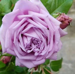 Blue Sky Lilac-Blue Fragrant Rose Seeds - Seeds - Rose Flower Gardening heirloom non-GMO seeds