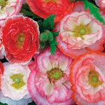 Shirley Double Mixed Poppy Seeds Gorgeous Flowers Pinks White Reds Papaver sp. heirloom non-gmo seeds