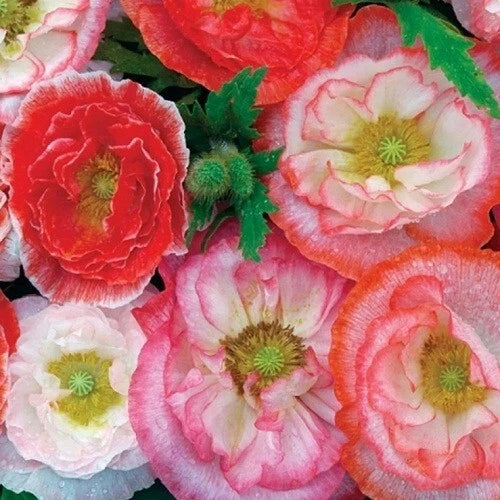 Shirley Double Mixed Poppy Seeds Gorgeous Flowers Pinks White Reds Papaver sp. heirloom non-gmo seeds