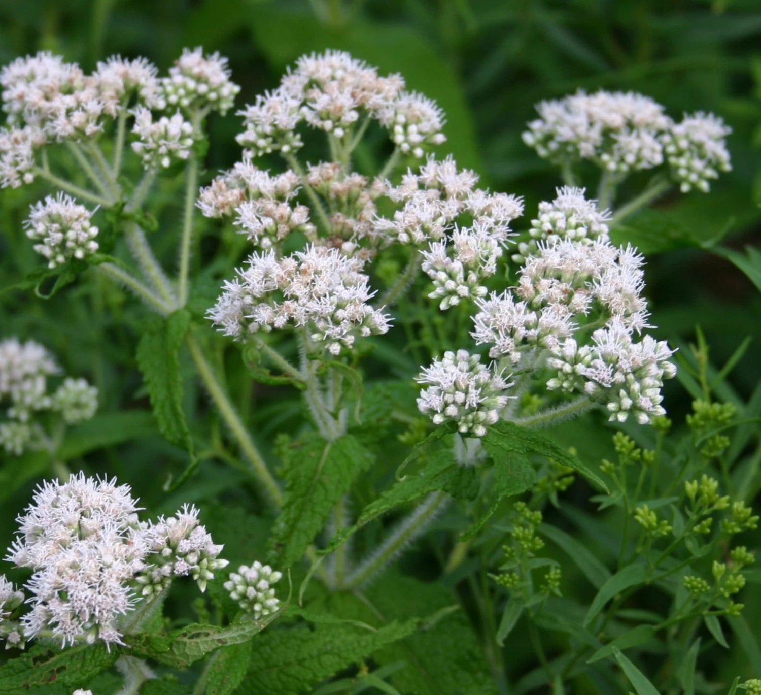 Boneset Eupatorium - Seeds Herb Eupatorium perfoliatum – Heirloom, Non-GMO, High Germination Organic Garden Seeds