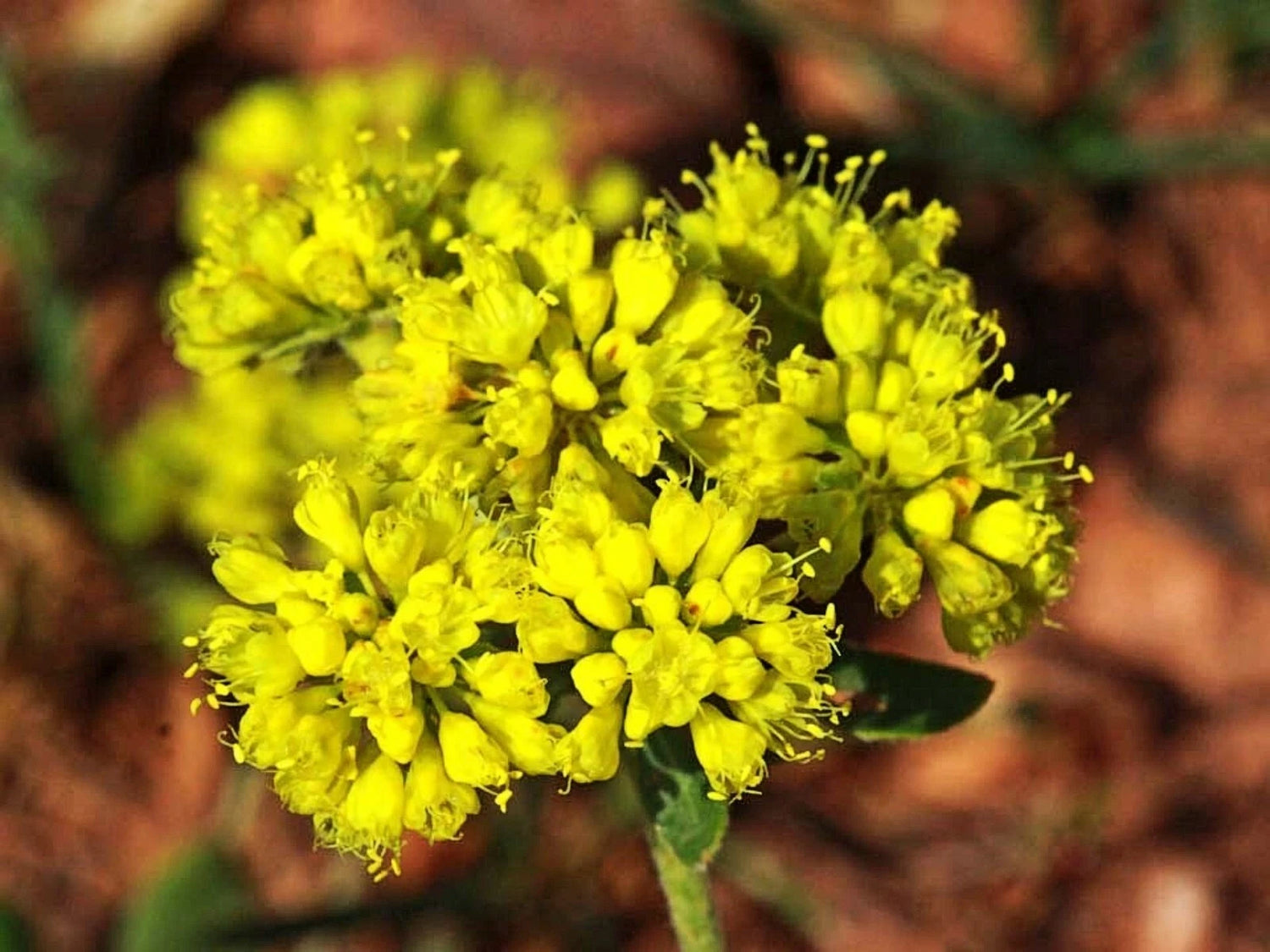 Sulphurflower BUCKWHEAT Flower Eriogonum umbellatum beautiful flower Yellow heirloom non-gmo seeds