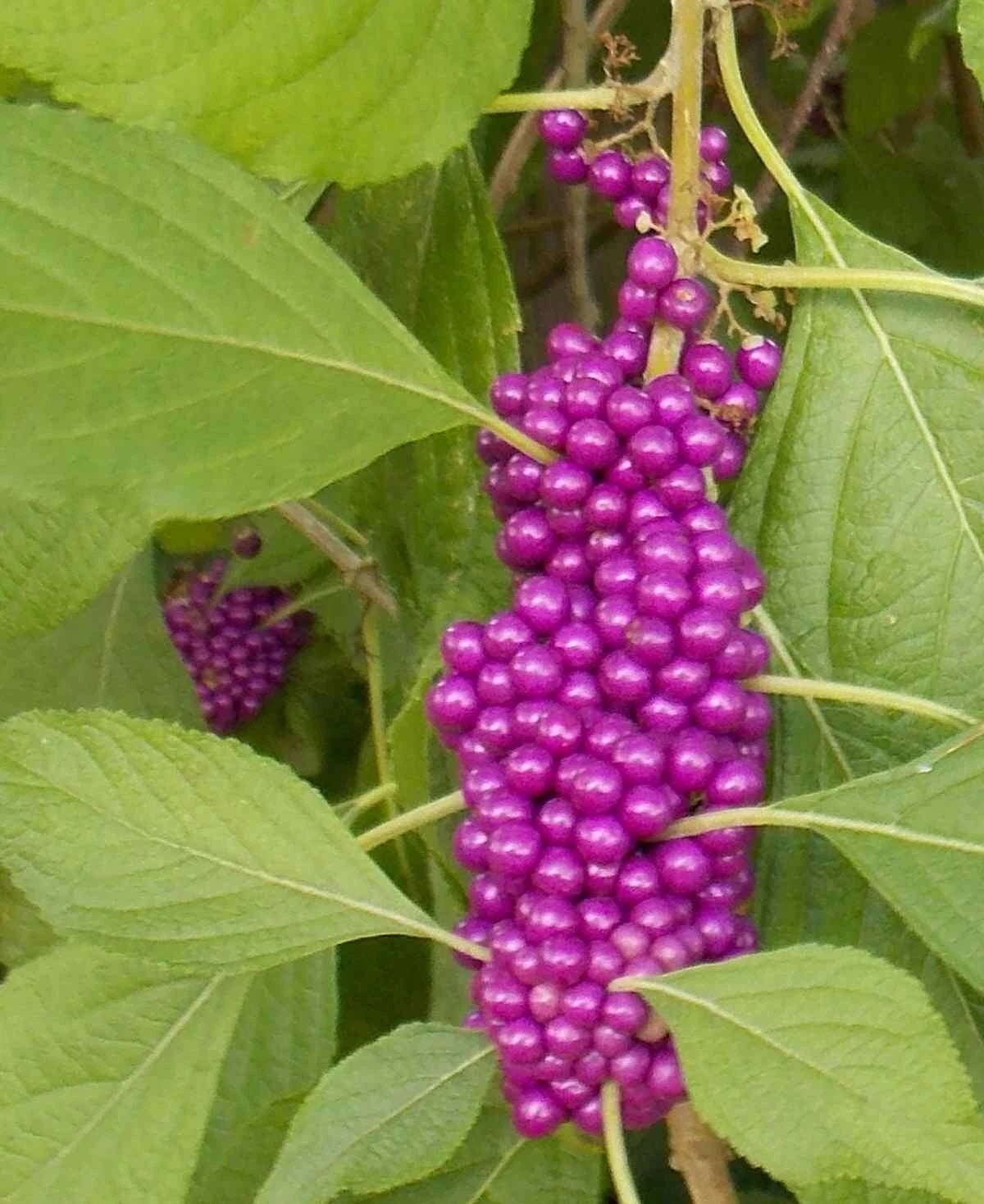PURPLE AMERICAN BEAUTY BERRY BEAUTYBERRY CALLICARPA AMERICANA SEEDS – Heirloom, Non-GMO, High Germination Organic Garden Seeds