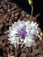 CENTAUREA CYANUS Seeds White Cornflower shipping heirloom non-gmo seeds