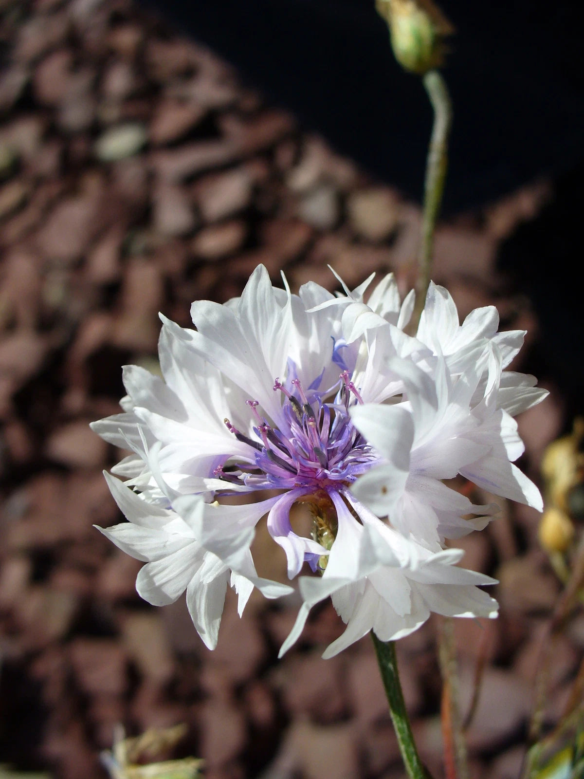 CENTAUREA CYANUS Seeds White Cornflower shipping heirloom non-gmo seeds