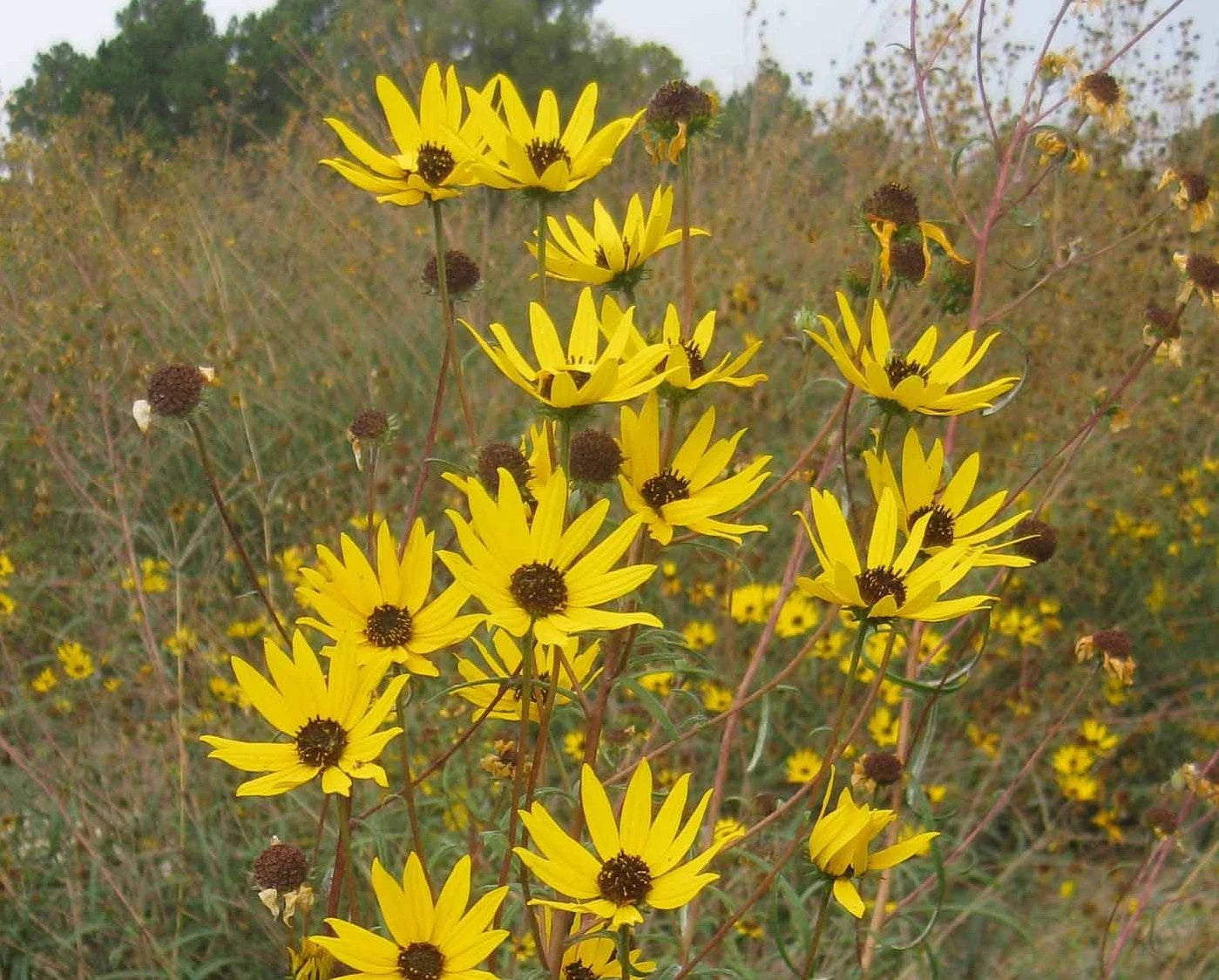 Swamp Sunflower Seeds Helianthus Angustifolius Helianthus annuus heirloom non-gmo seeds