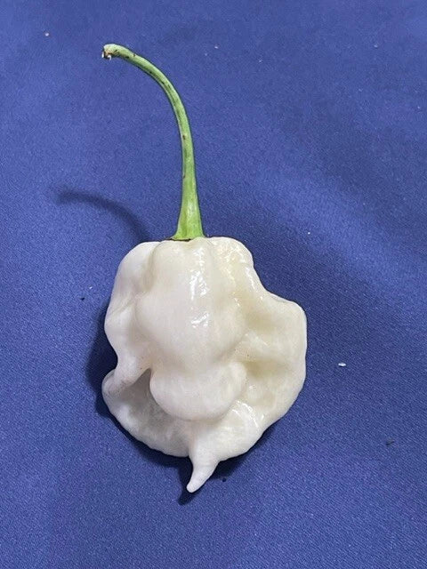 Random SUPERHOT Pepper Seeds Over Different Kinds Of Superhot Peppers heirloom non-GMO seeds