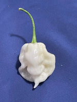 Random SUPERHOT Pepper Seeds Over Different Kinds Of Superhot Peppers heirloom non-GMO seeds