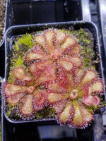 Drosera venusta Seeds - Carnivorous Sundew Plant - Very easy to grow heirloom non-GMO seeds