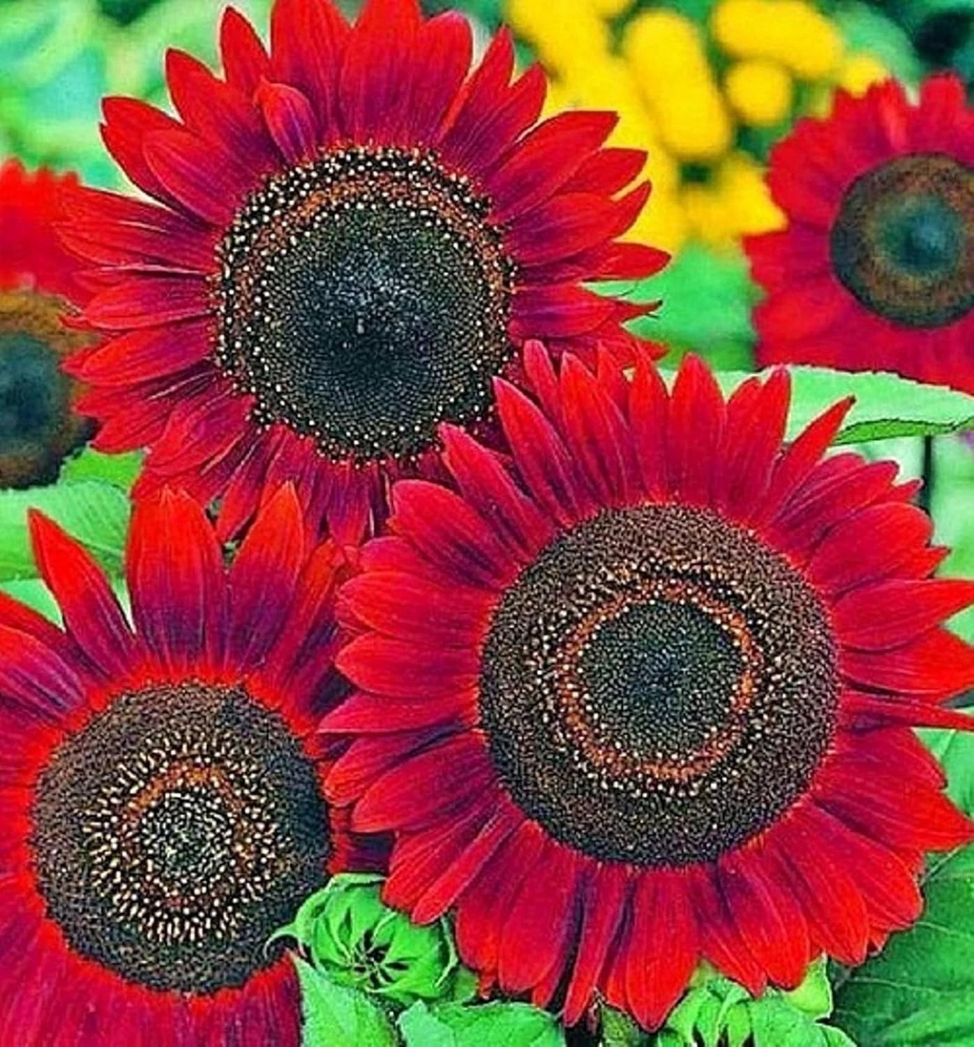 Sunflower Seeds for Planting- Vibrant Red Velvet Queen Shipping Helianthus annuus heirloom non-gmo seeds