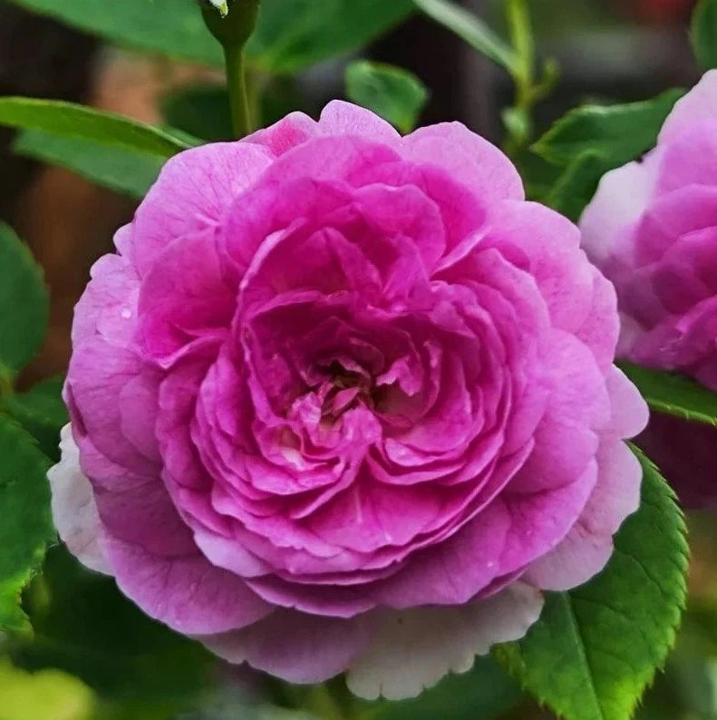Aunt Margy s Rose Seeds - Seeds - Rose Flower Gardening – Heirloom, Non-GMO, High Germination Organic Garden Seeds