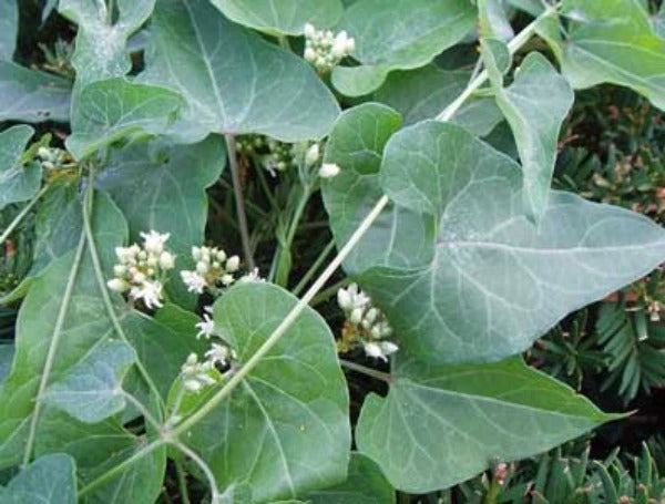 Cynanchum laeve Honeyvine Milkweed Seeds – Heirloom, Non-GMO, High Germination Organic Garden Seeds