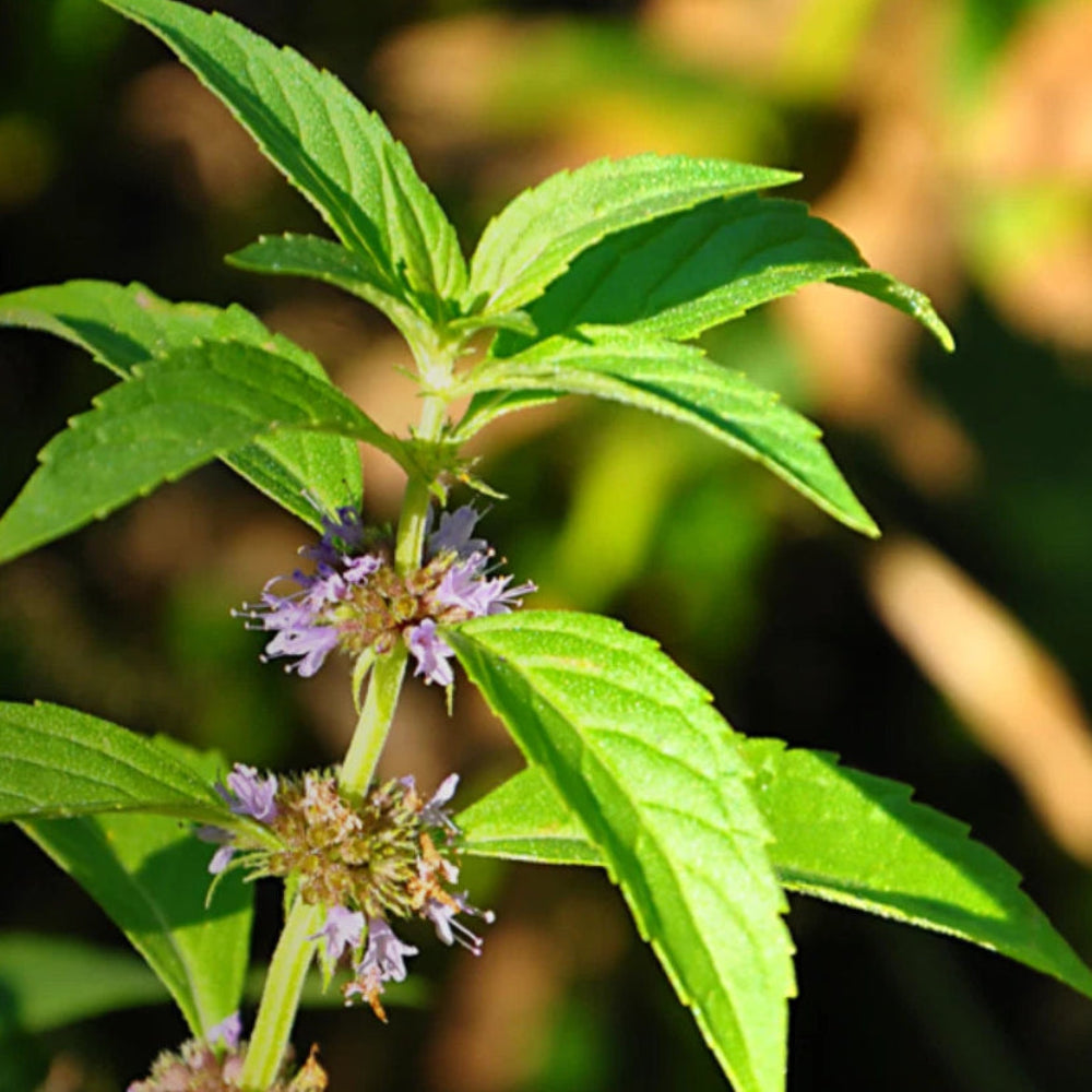 Mint Wild Corn Mint seeds - Herb Mentha arvensis - Aromatic and Re heirloom non-GMO seeds
