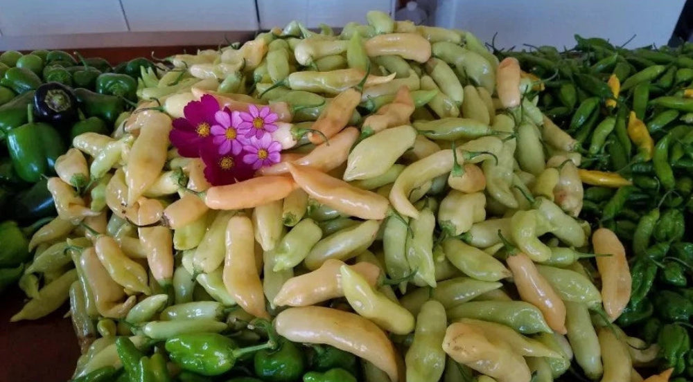 Sugar Rush Peach Hot Pepper Seeds Seeds Shipping – Heirloom, Non-GMO, High Germination Organic Garden Seeds