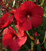 Cold Hardy Red Hibiscus seeds heirloom non-gmo seeds