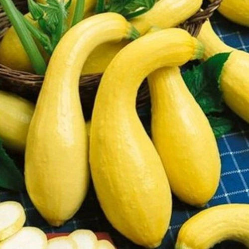 Crookneck Squash Seeds - VERY Growing - Day Harvest – Heirloom, Non-GMO, High Germination Organic Garden Seeds