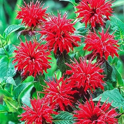 BERGAMOT SEEDS MONARDA AUTUMN MIX PERENNIAL RARE HUMMINGBIRD PLANT BEE BALM Seeds – Heirloom, Non-GMO, High Germination Organic Garden Seeds