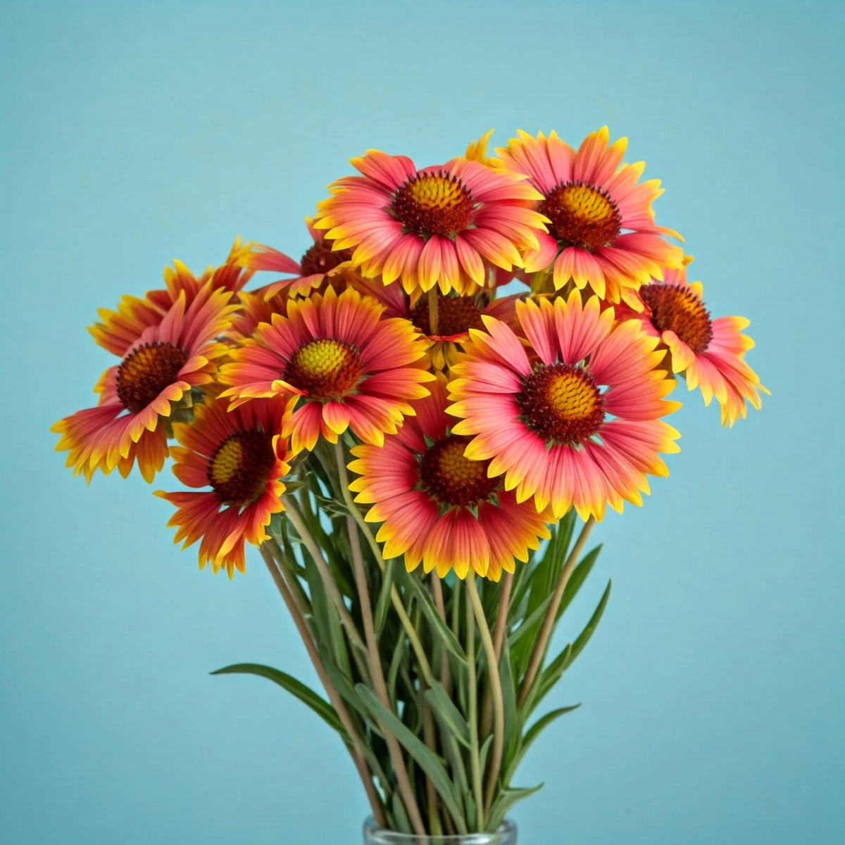 Indian Blanket Flower Seeds Gaillardia shipping heirloom non-GMO seeds