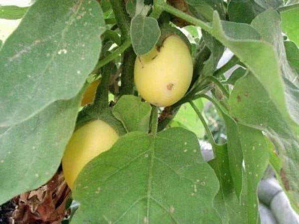 Solanum ovigerum Easter Egg Plant Seeds – Heirloom, Non-GMO, High Germination Organic Garden Seeds