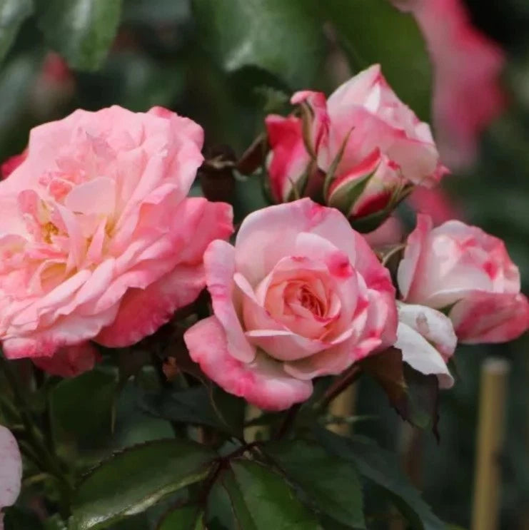 Rosenstadt Freising Rose Seeds - Seeds - Rose Flower Gardening – Heirloom, Non-GMO, High Germination Organic Garden Seeds