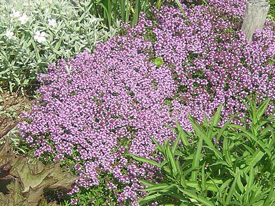 Creeping THYME Seeds BULK Thymus Serpyllum Groundcover Native Herb LOT – Heirloom, Non-GMO, High Germination Organic Garden Seeds
