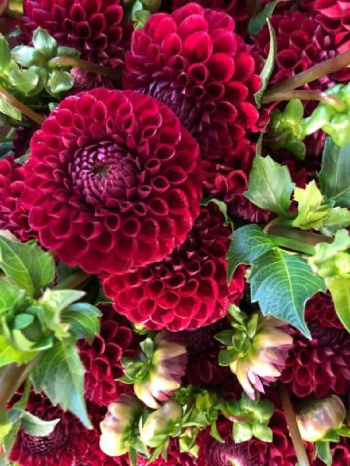 Cornel Dahlia Seeds Flower Perennial Flower Seed Flowering Bloom US SELL heirloom non-gmo seeds