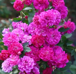 Sweet Chariot Rose Seeds - Seeds - Rose Flower Gardening heirloom non-GMO seeds