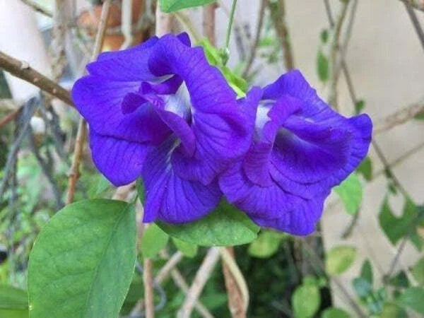 Clitoria ternatea Double Blue Butterfly Pea Seeds heirloom non-gmo seeds