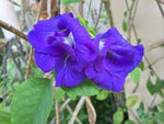 Clitoria ternatea Double Blue Butterfly Pea Seeds heirloom non-gmo seeds