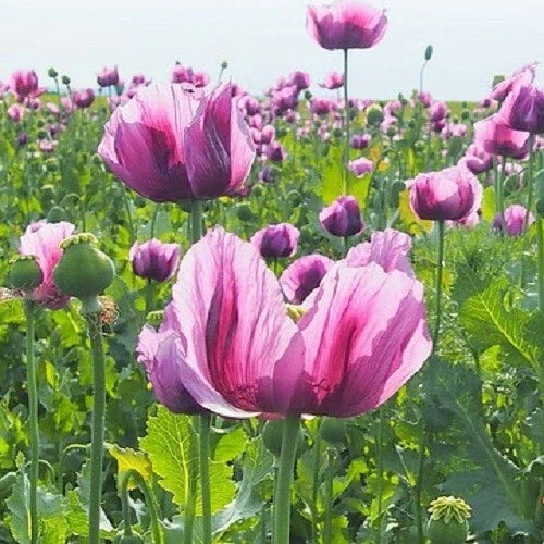 Stratified Turkish Papavaer Somniferum Poppy Seeds For Planting – Heirloom, Non-GMO, High Germination Organic Garden Seeds