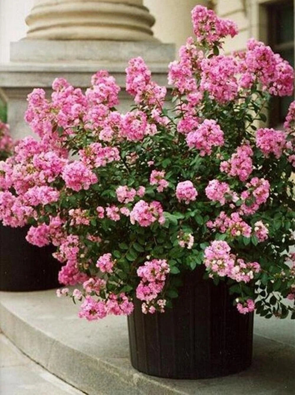 for Pink Cream CRAPE MYRTLE rare flower exotic tree plant Seller heirloom non-gmo seeds