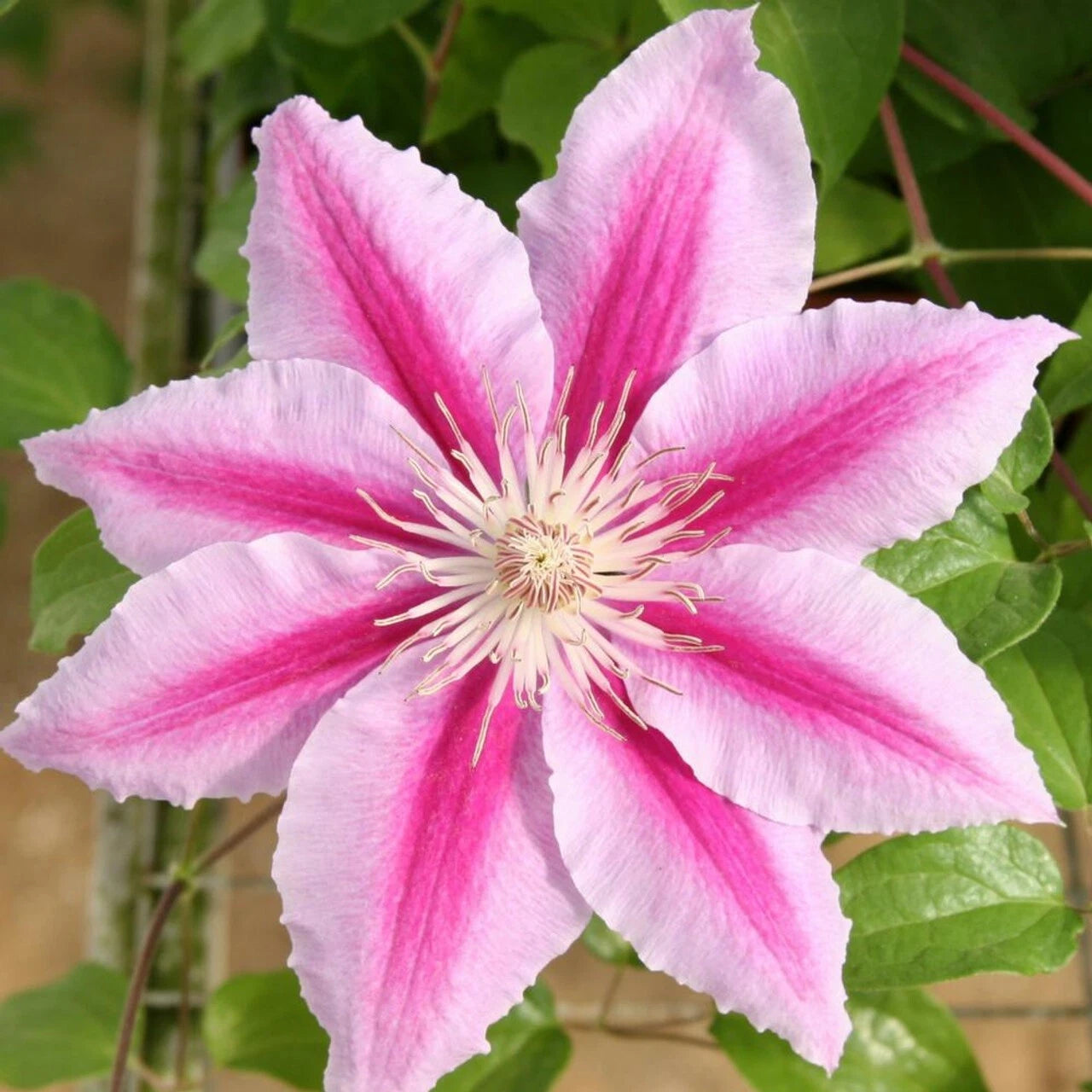 Beautiful Rare Pink Clematis Seeds Perennial Flowers Bloom Seed Shipping heirloom non-GMO seeds