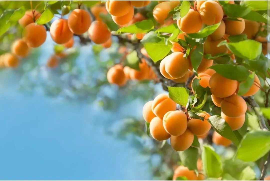 AMERICAN PLUM TREE SEEDS Prunus americana Flower Plant Hardy-Zone – Heirloom, Non-GMO, High Germination Organic Garden Seeds