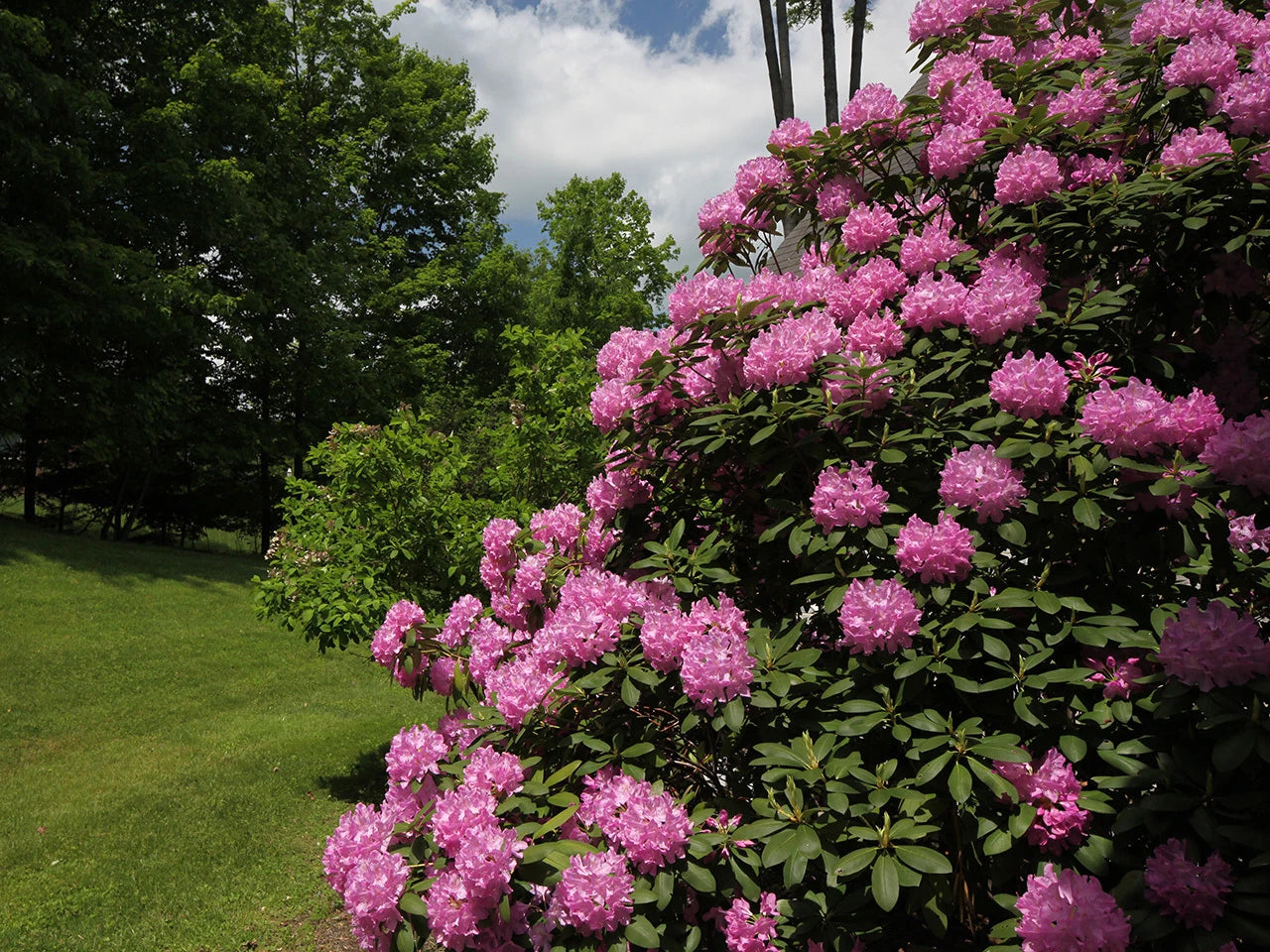 Rosebay Rhododendron Rhododendron maximum Shrub Seeds Showy Evergreen – Heirloom, Non-GMO, High Germination Organic Garden Seeds