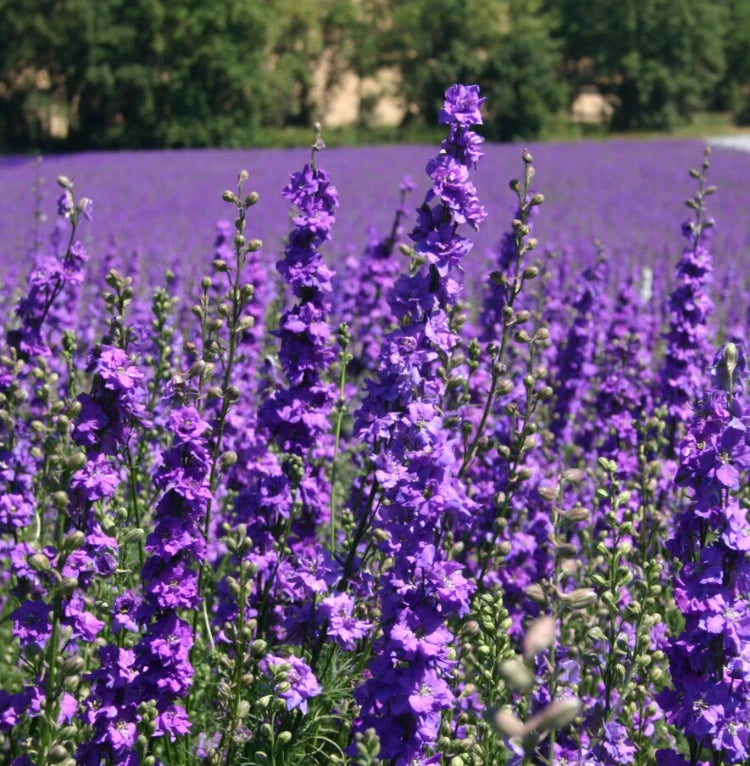 Rocket Larkspur Delphinium ROMANCE MIX Pink Blue Pollinators Seeds – Heirloom, Non-GMO, High Germination Organic Garden Seeds