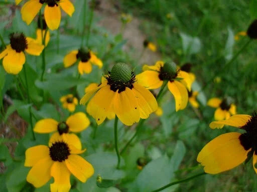 Clasping Coneflower Seeds Dracopis Amplexicaulis Clasping-Leaf SHIPPING heirloom non-GMO seeds
