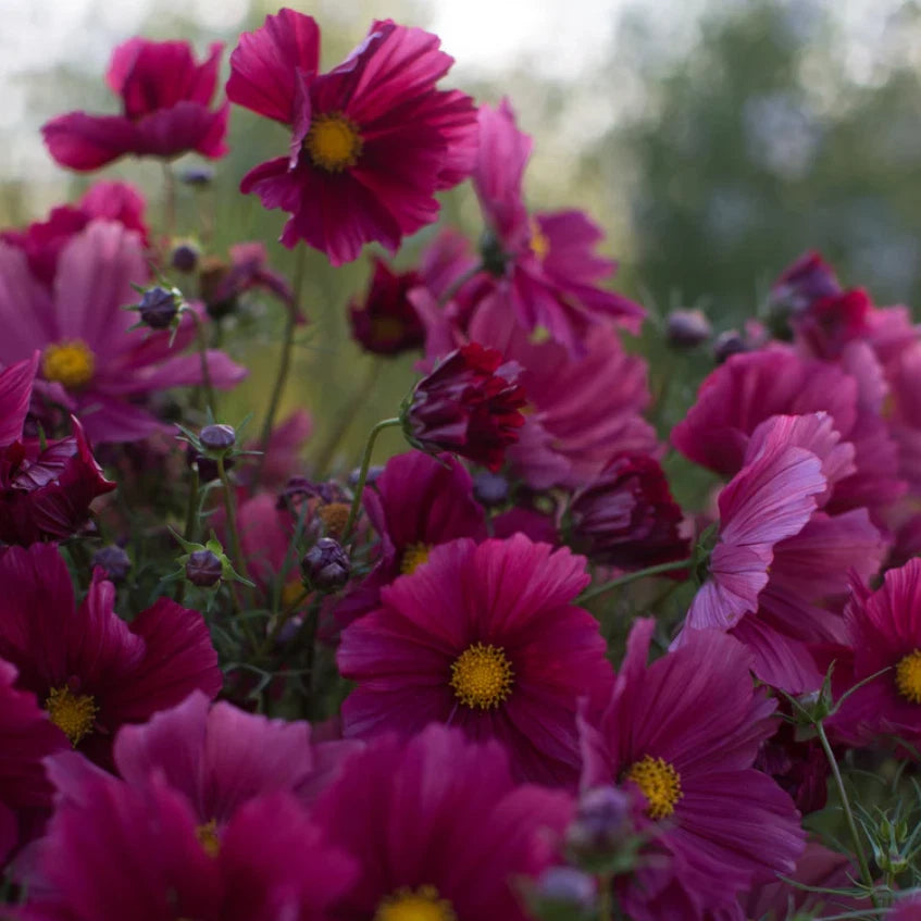 Cosmos RUBENZA Unique Ruby Color Pollinators Dwarf Butterflies Seeds – Heirloom, Non-GMO, High Germination Organic Garden Seeds