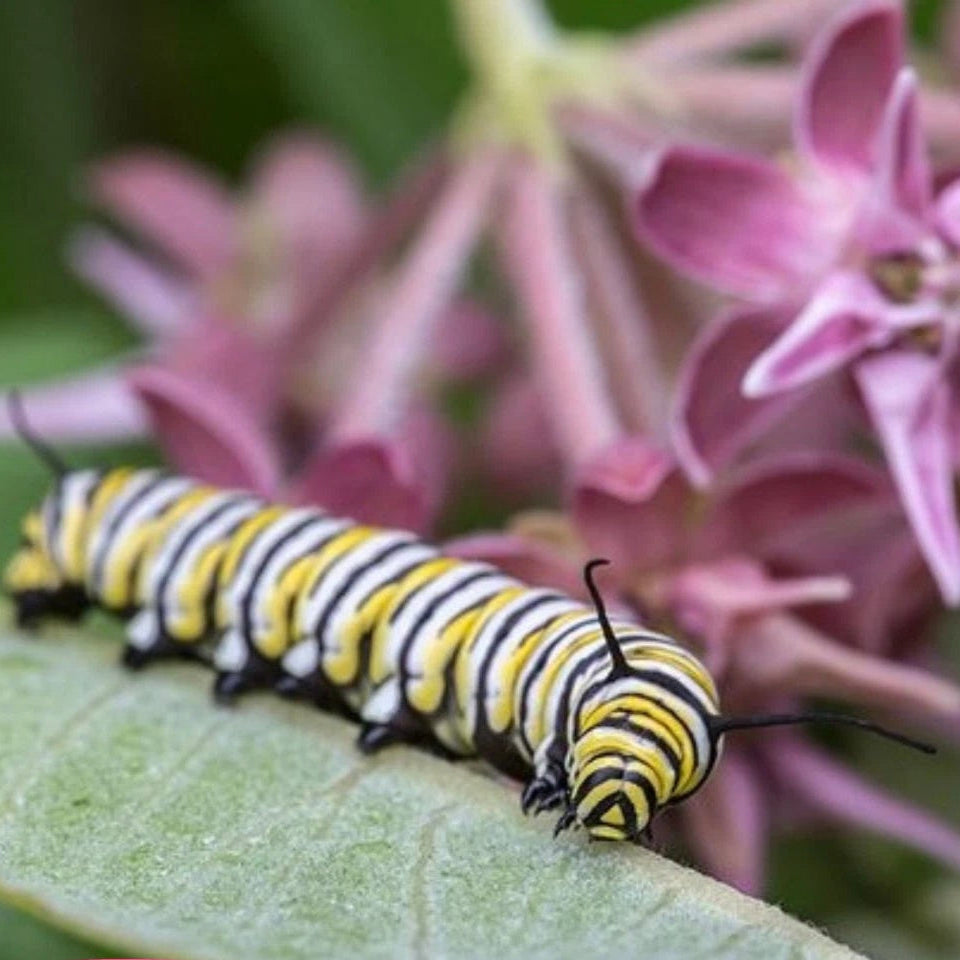 BULK Showy Milkweed Seeds Monarch Butterfly Host Plant Asclepias speciosa – Heirloom, Non-GMO, High Germination Organic Garden Seeds