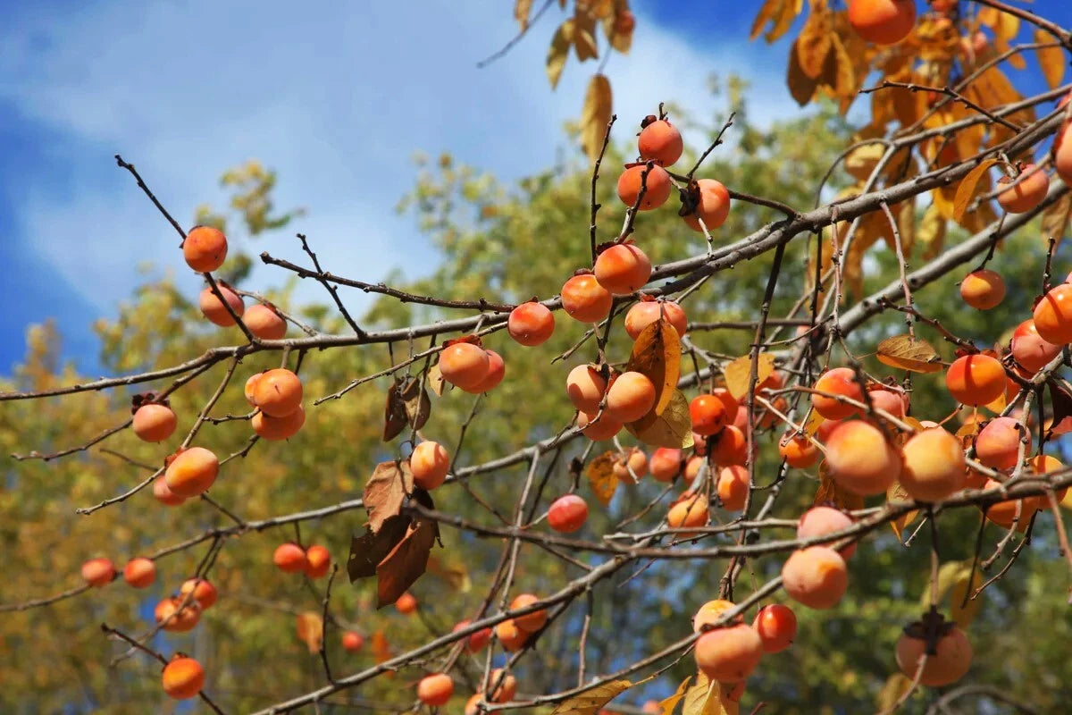 American Persimmon Tree Seeds Diospyros Perennial Fruit Seed Shipping Seeds – Heirloom, Non-GMO, High Germination Organic Garden Seeds