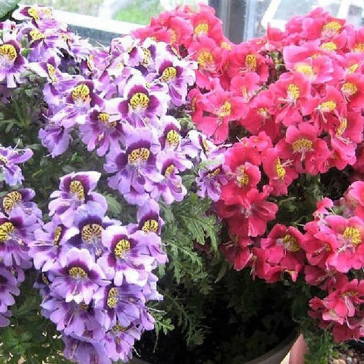 Butterfly Flower ANGEL WINGS Schizanthus Mix Poor Man s Orchid Seeds – Heirloom, Non-GMO, High Germination Organic Garden Seeds