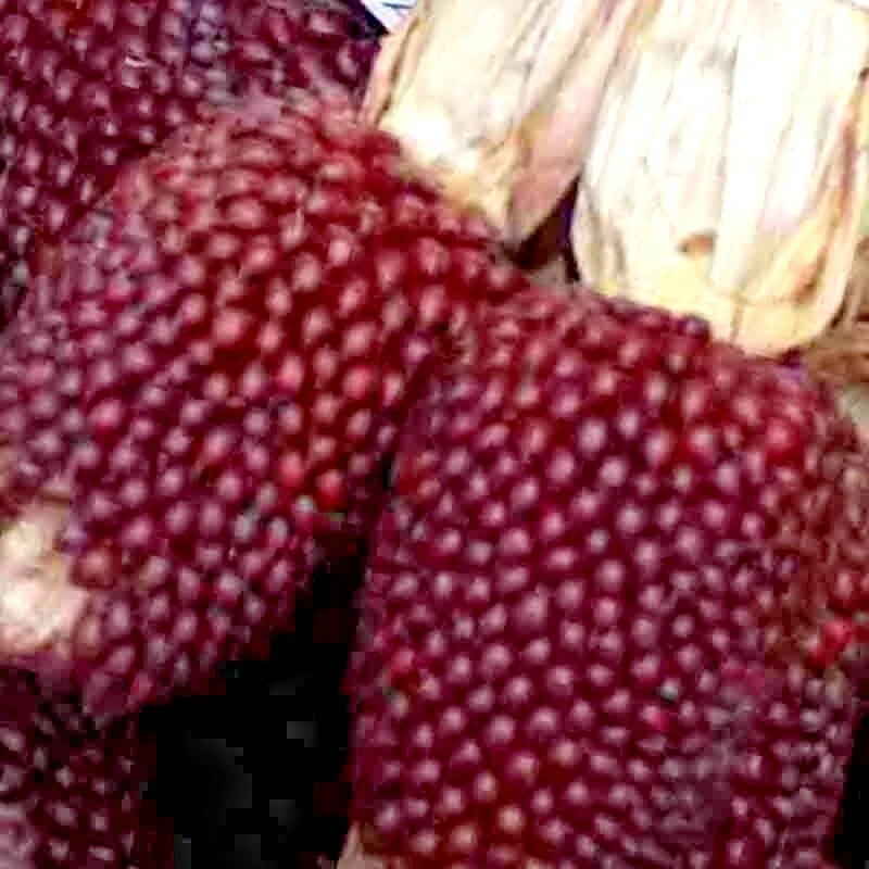 STRAWBERRY RARE RUBY CORN SEEDS RED POPCORN SHIPPING – Heirloom, Non-GMO, High Germination Organic Garden Seeds
