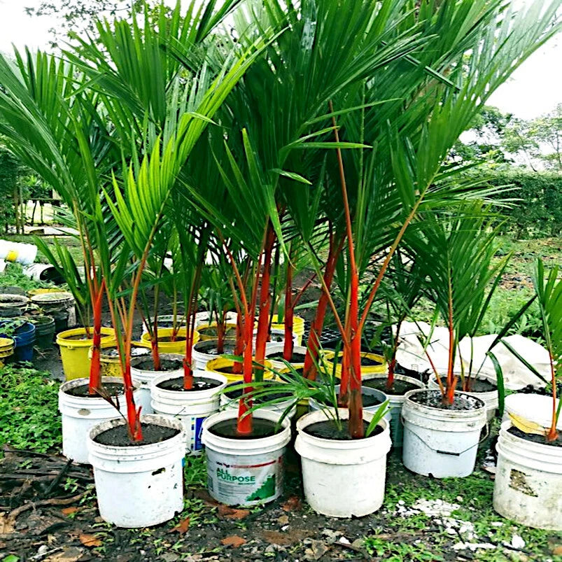 RED SEALING WAX LIPSTICK PALM TREE SEEDS Cyrtostachys renda House Plant RARE heirloom non-GMO seeds