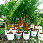 RED SEALING WAX LIPSTICK PALM TREE SEEDS Cyrtostachys renda House Plant RARE heirloom non-GMO seeds
