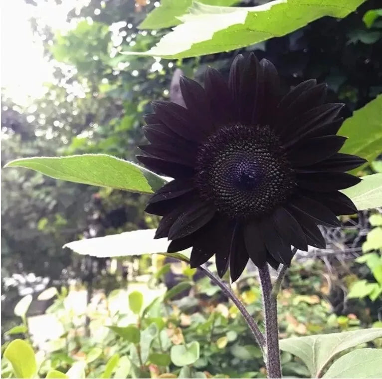 Heirloom (Heirloom scientific name) for planting in garden