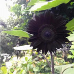 Heirloom (Heirloom scientific name) for planting in garden